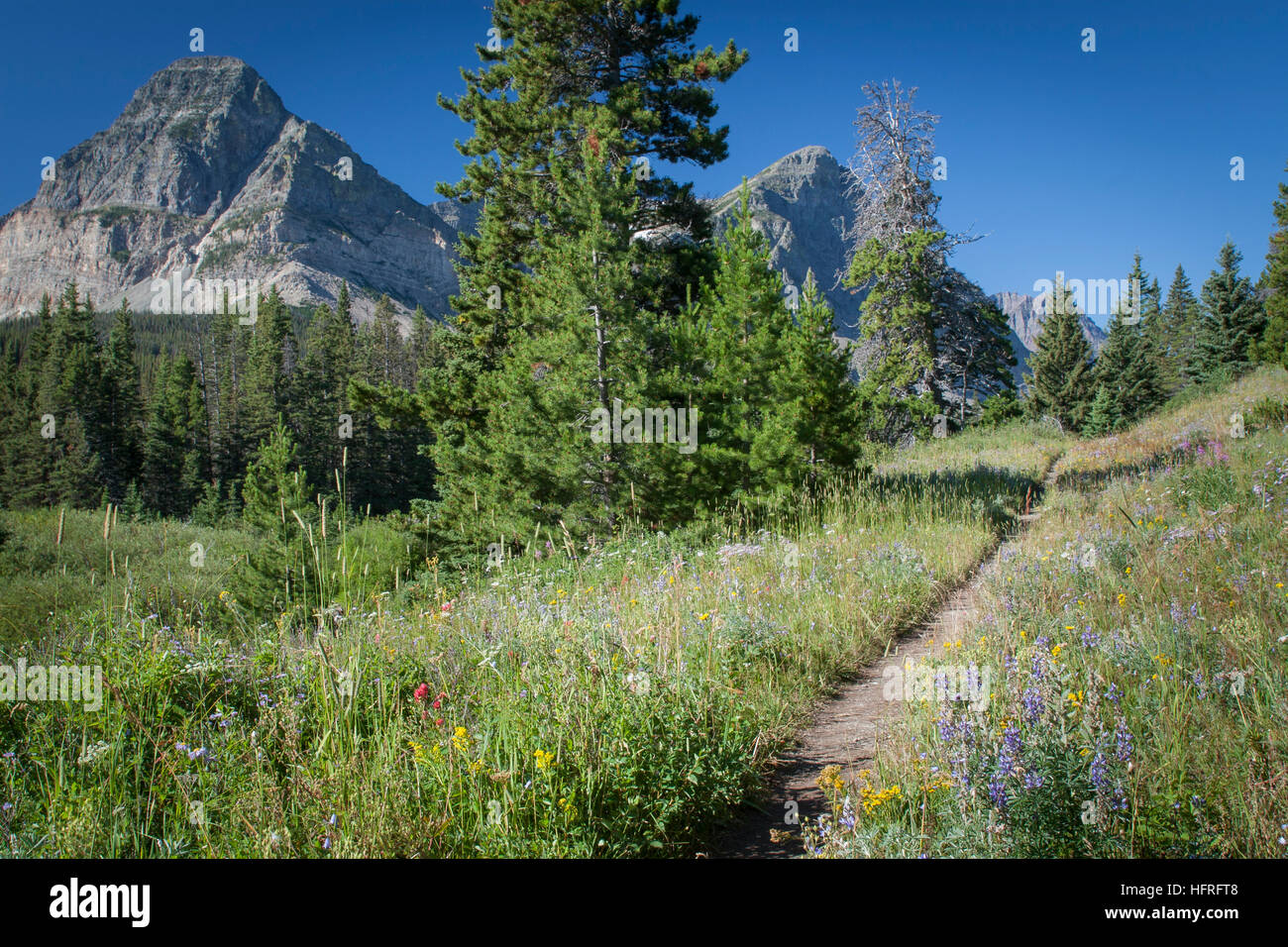 Una soleggiata giornata estiva su un sentiero escursionistico nel Parco Nazionale di Glacier, Montana, USA. Foto Stock