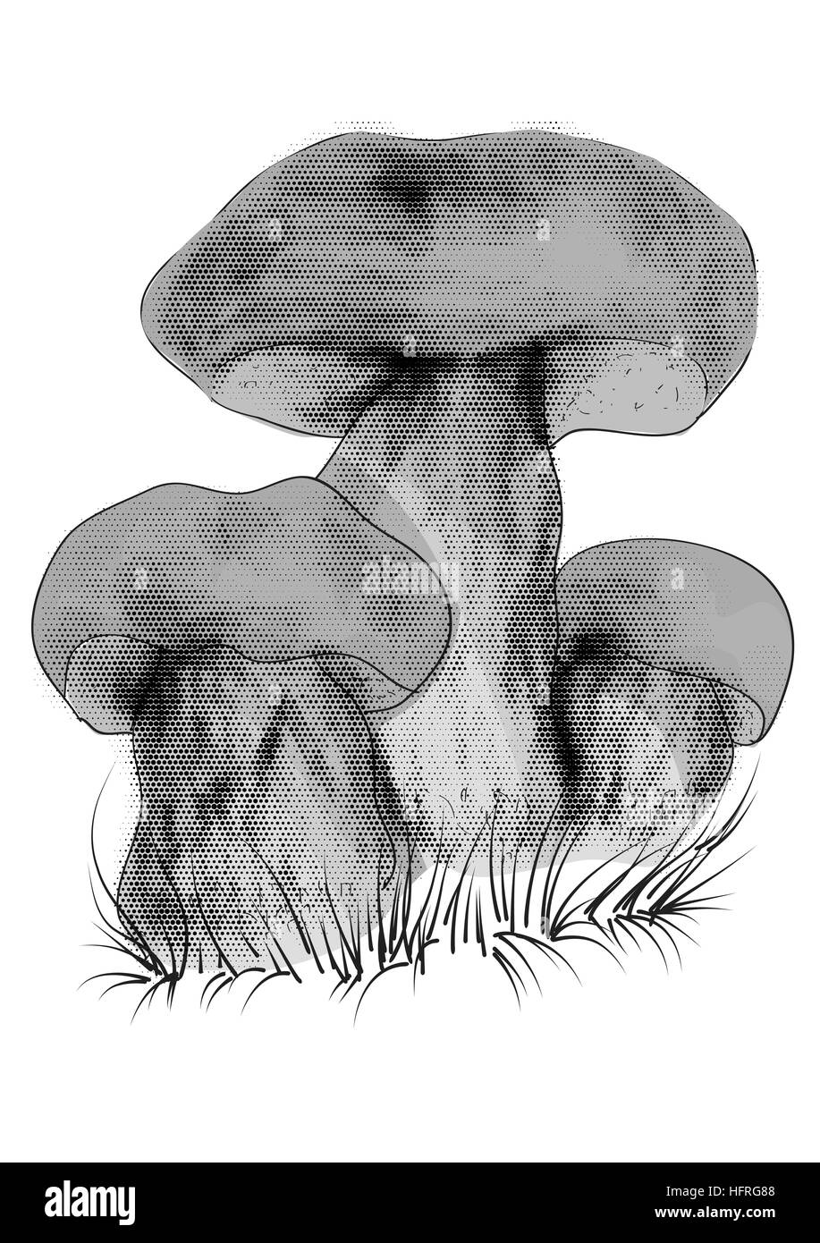 Funghi porcini isolati su sfondo bianco Illustrazione Vettoriale