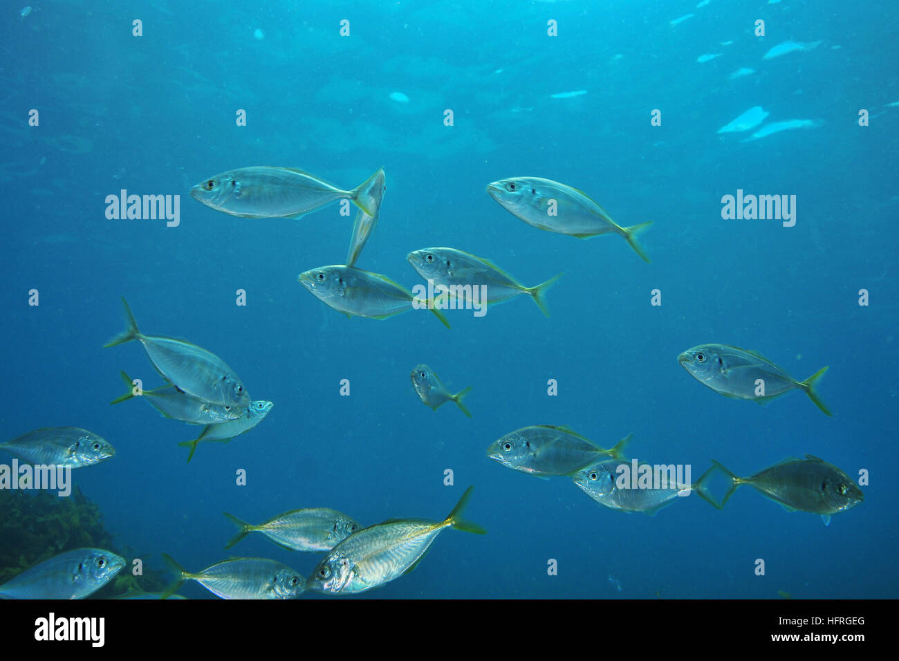 I giovani di carangidi in acqua blu Foto Stock