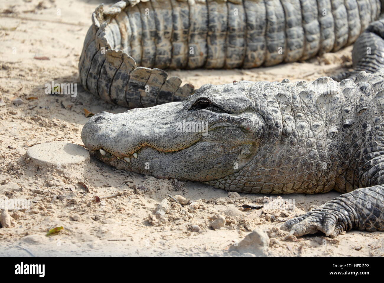 Alligatore presso Everglades Alligator Farm in Florida sdraiati al sole Foto Stock