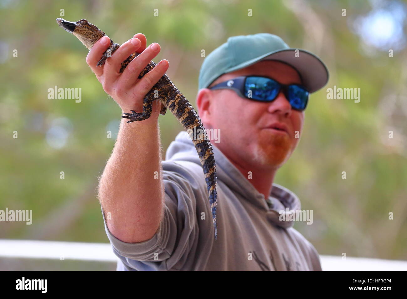 Un gestore di animali presso Everglades Alligator Farm in Florida si mette in mostra la sua abilità Foto Stock