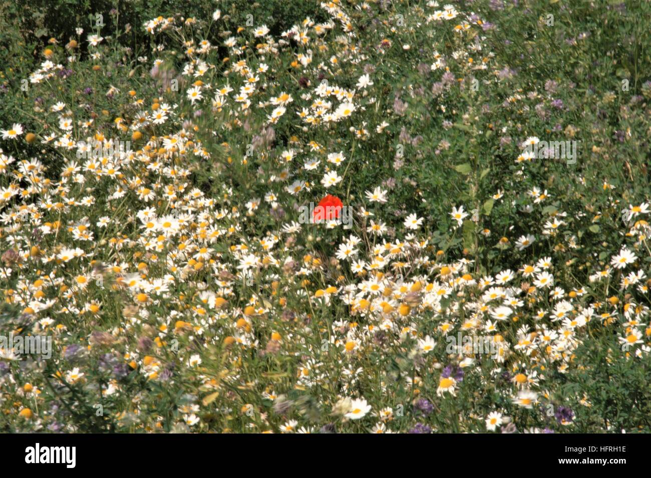 Fiori di campo Foto Stock