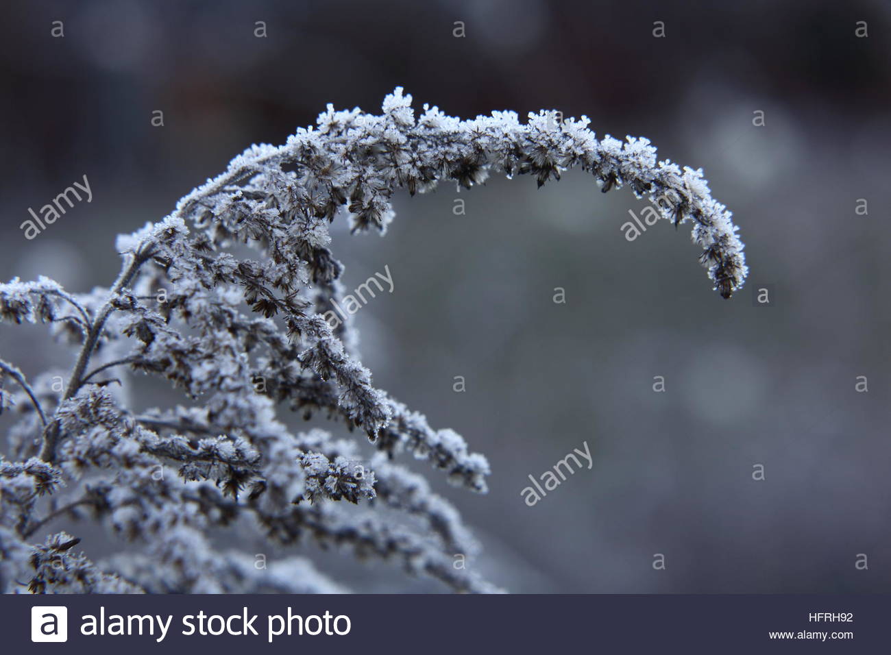 Un solitario arbusto il ramo con ghiaccio su di esso in inverno si abbassa verso il suolo all'alba Foto Stock