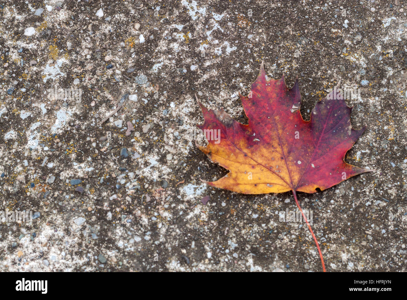 Foglie di giallo su una texture di ghiaia sfondo Foto Stock