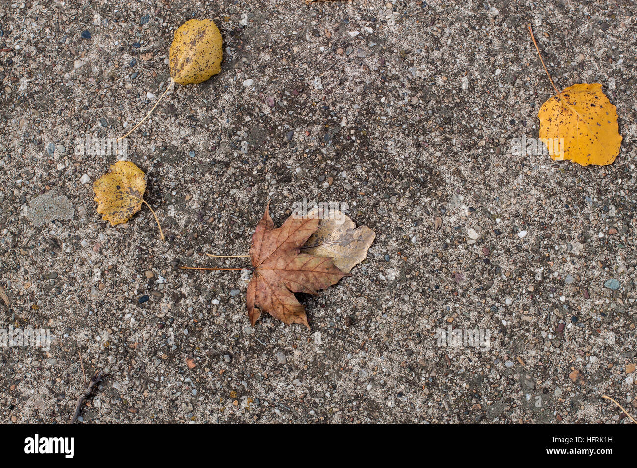 Foglie di giallo su una texture di ghiaia sfondo Foto Stock