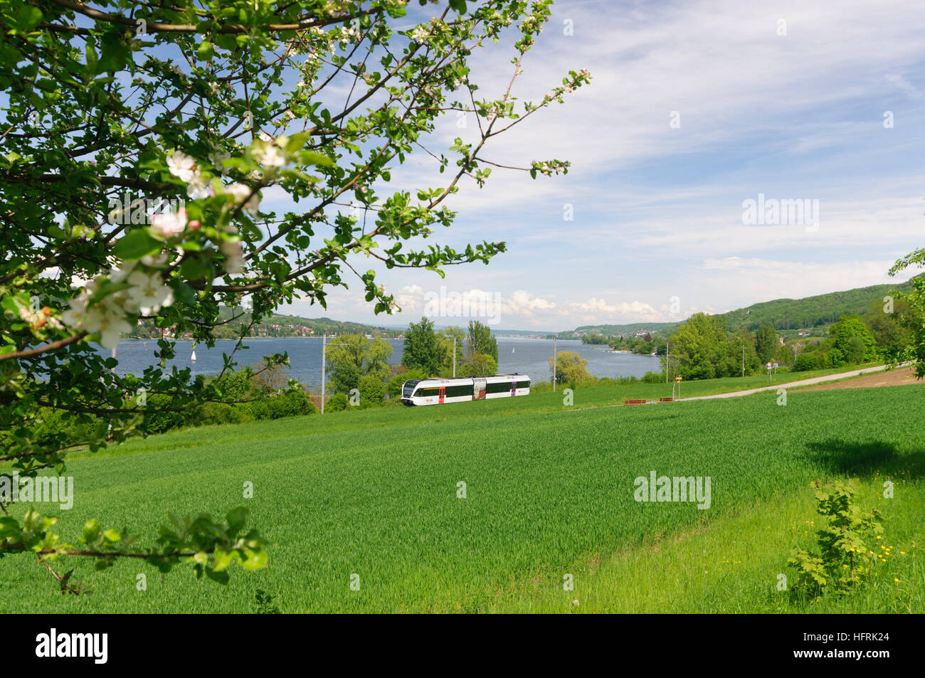 Mammern: treno regionale thurbo presso il lago di Costanza (Untersee), , Turgovia, Svizzera Foto Stock