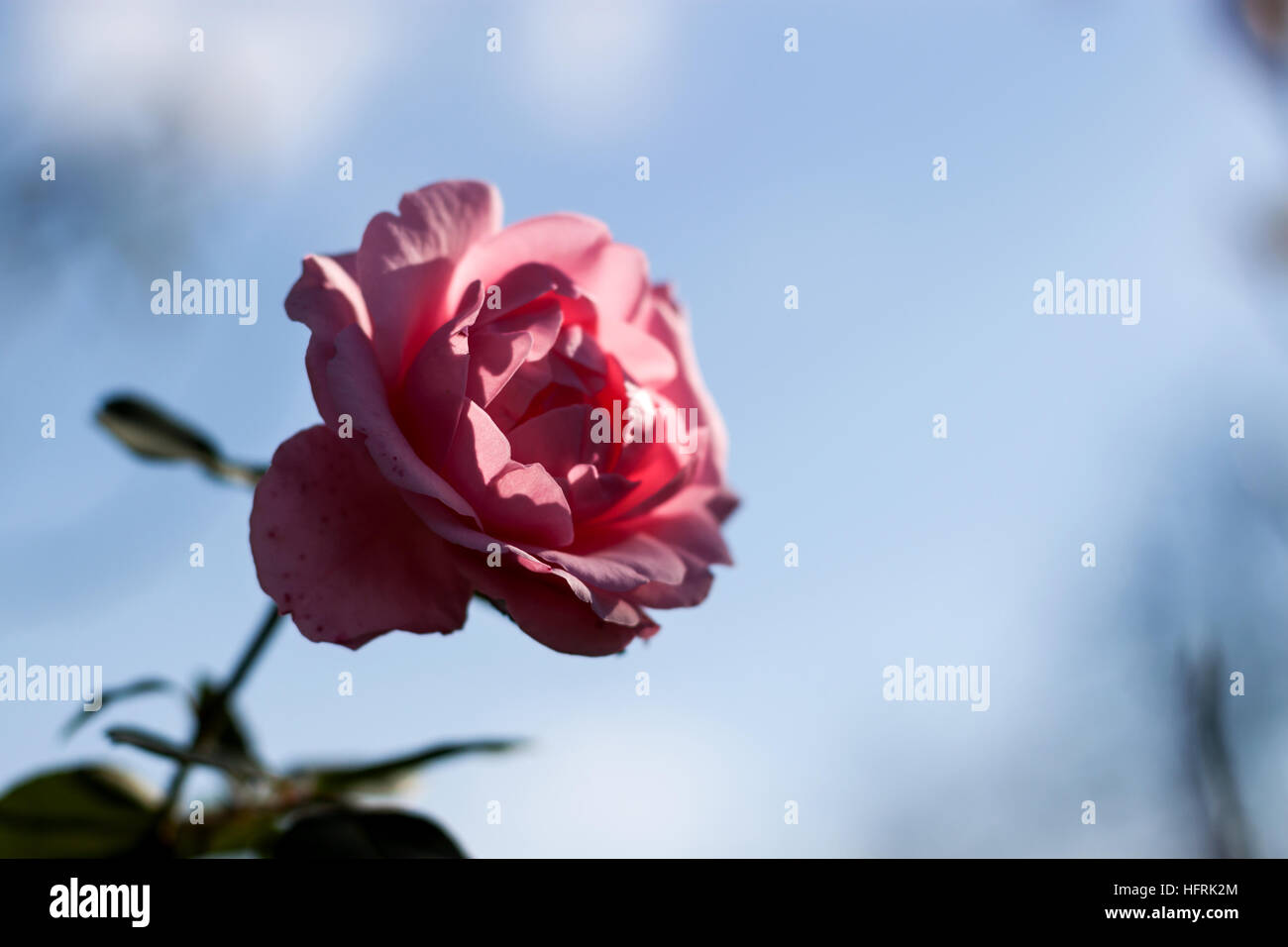 Fiori di colore rosa rose sul blu sfocate sullo sfondo del cielo Foto Stock