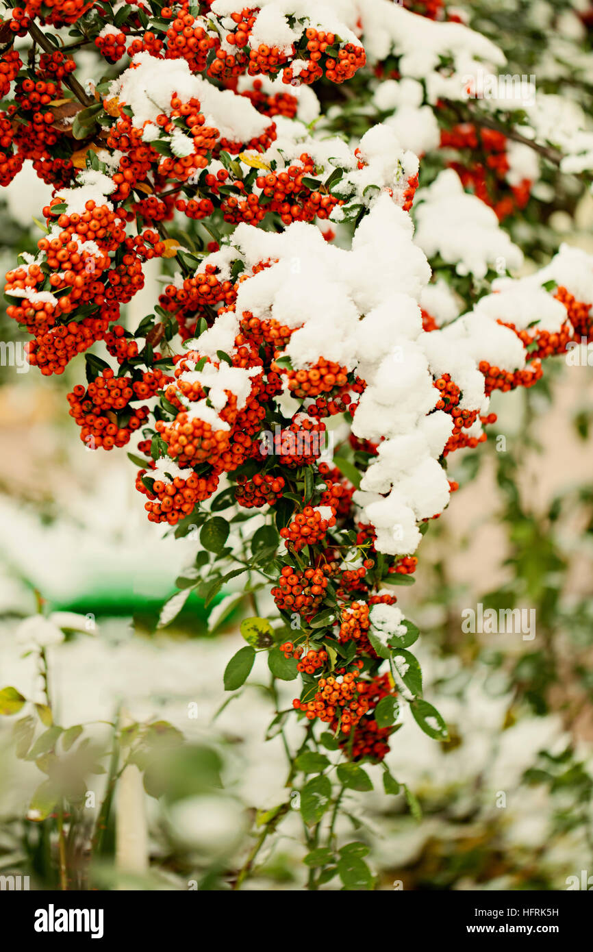 Rowan ramo sotto la neve in inverno. Messa a fuoco selettiva. Foto Stock