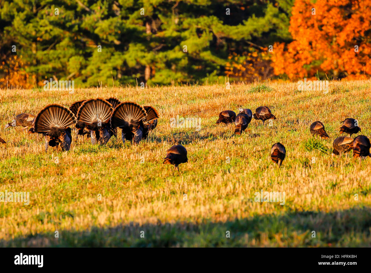 Sei tom tacchini (Meleagris gallopavo) con coda fans sparsi per l'autunno. Foto Stock
