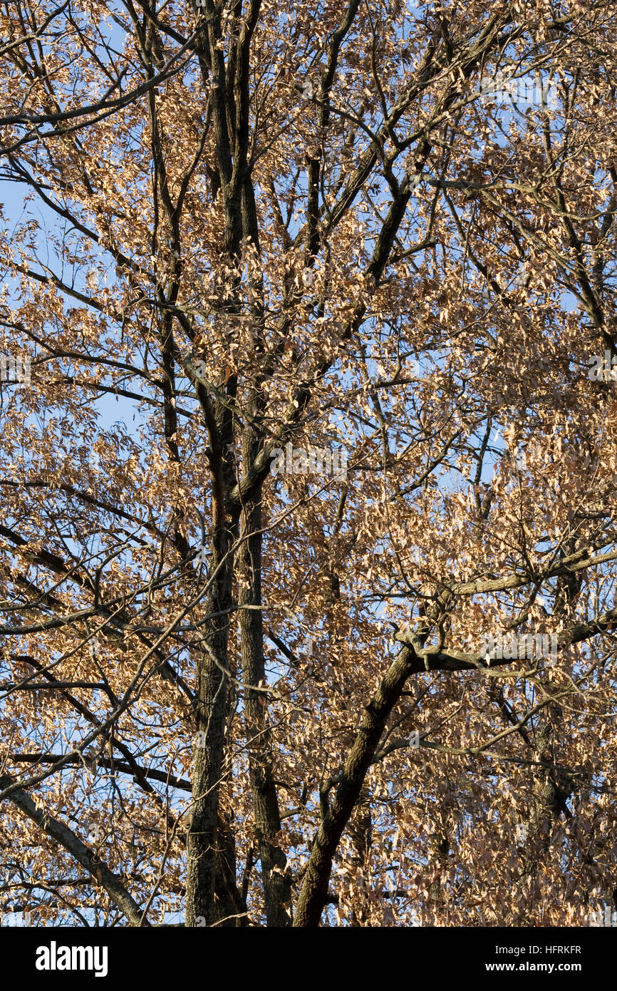Quercus acutissima. Rovere a dente di sega in inverno. Foto Stock