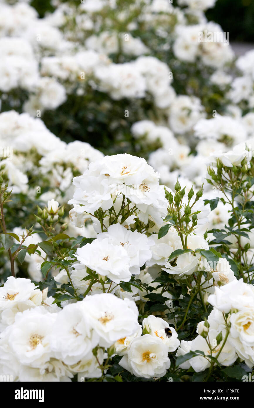 Rosa moquette fiore bianco 'Noaschnee'. Foto Stock