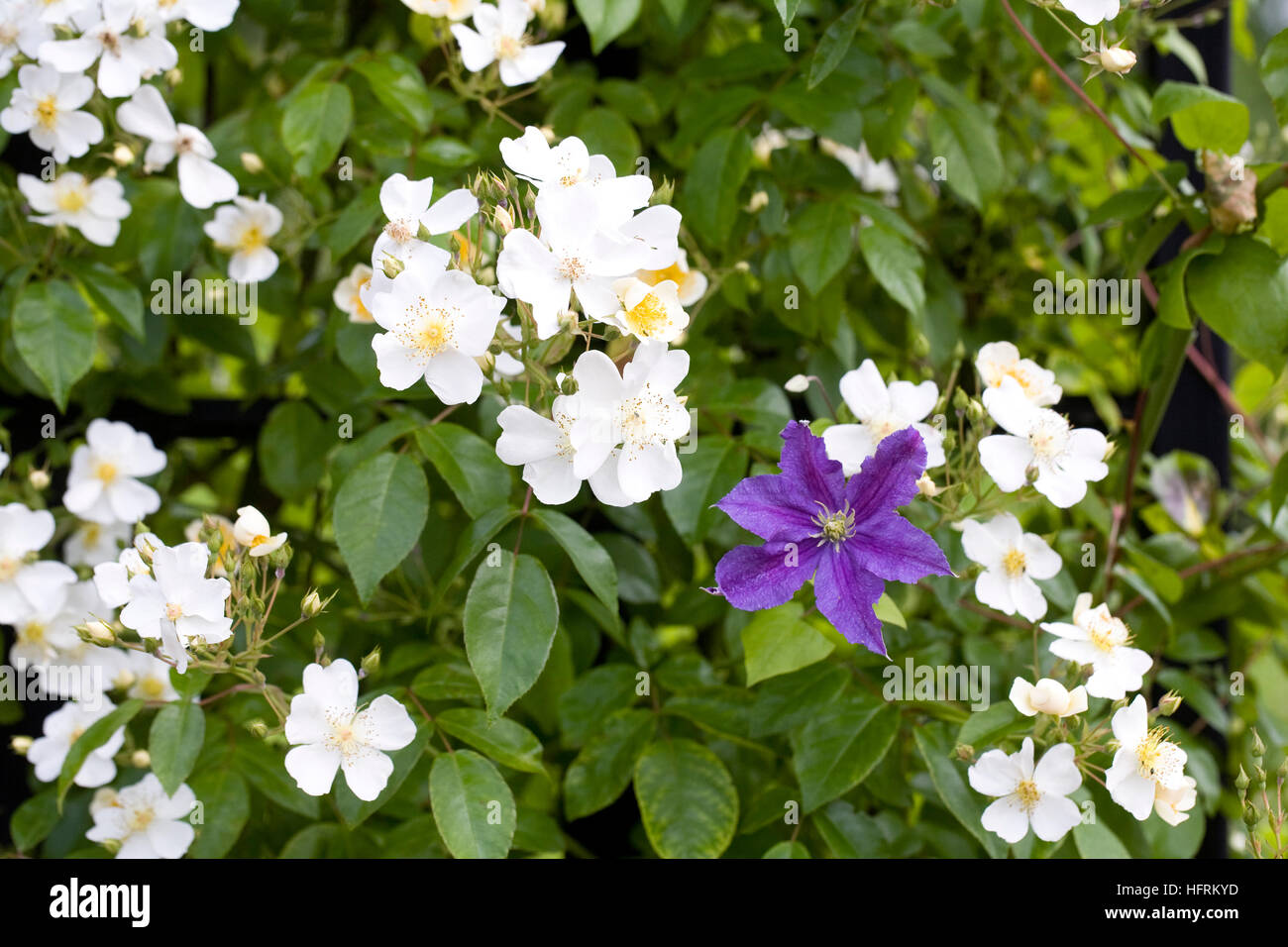 Rosa mulliganii e clematis in giardino. Foto Stock