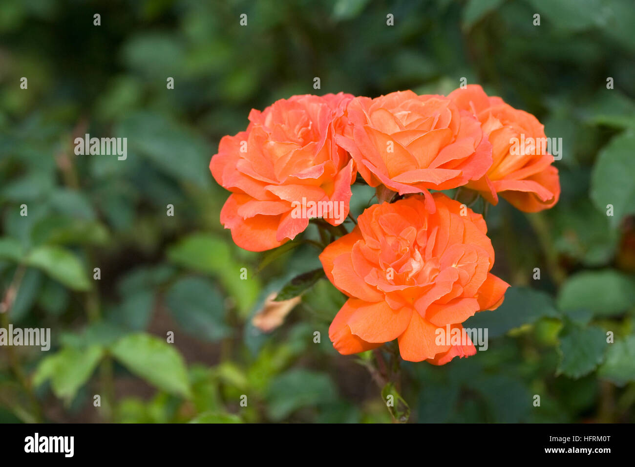 Rosa Super Trouper 'Fryleyeca'. Arancione Rosa. Foto Stock