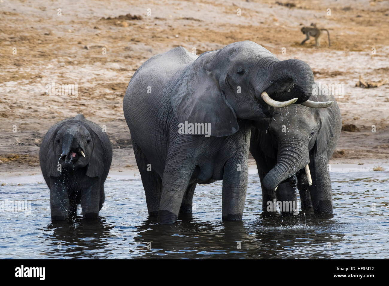 Bush africano Elefante africano (Loxodonta africana) bere nel fiume Chobe, Chobe National Park, Botswana Foto Stock
