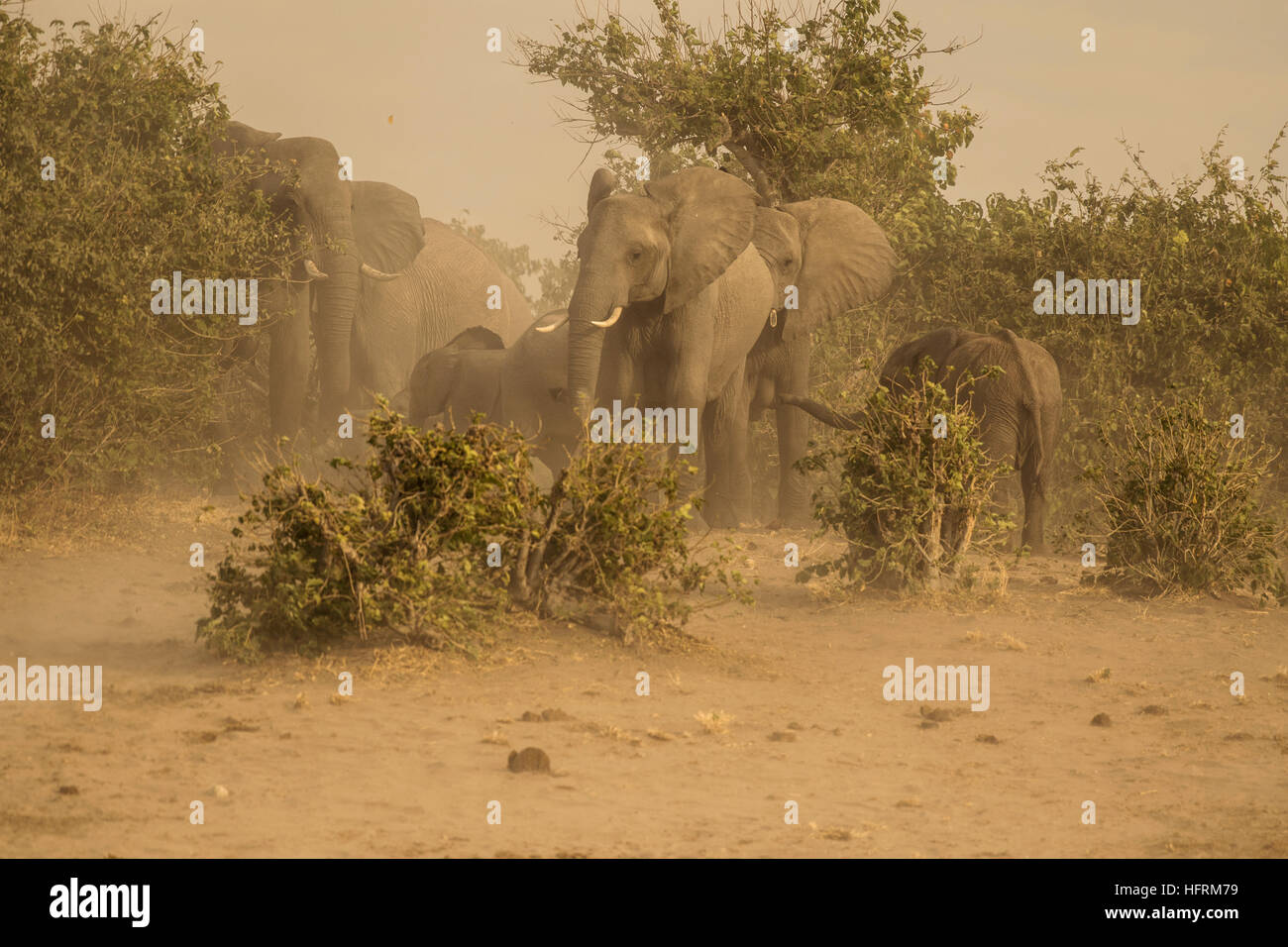 Bush africano Elefante africano (Loxodonta africana) in tempesta di sabbia, Chobe National Park, Botswana Foto Stock