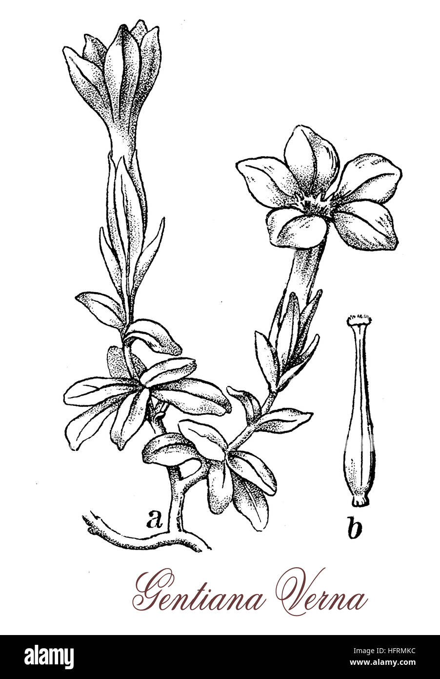 Gentiana verna o molla la genziana è un alpine fioritura delle piante con intenso azzurro fiori, utilizzato in medicina di erbe e di liquori digestivi Foto Stock