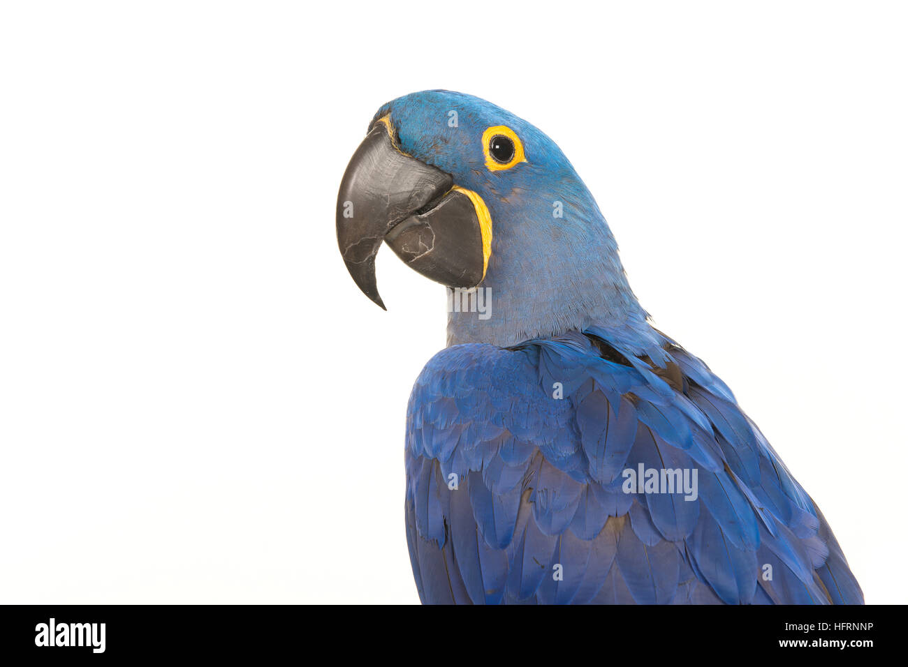 Ritratto di un pappagallo blu un Ara Giacinto visto dal lato isolato su uno sfondo bianco Foto Stock