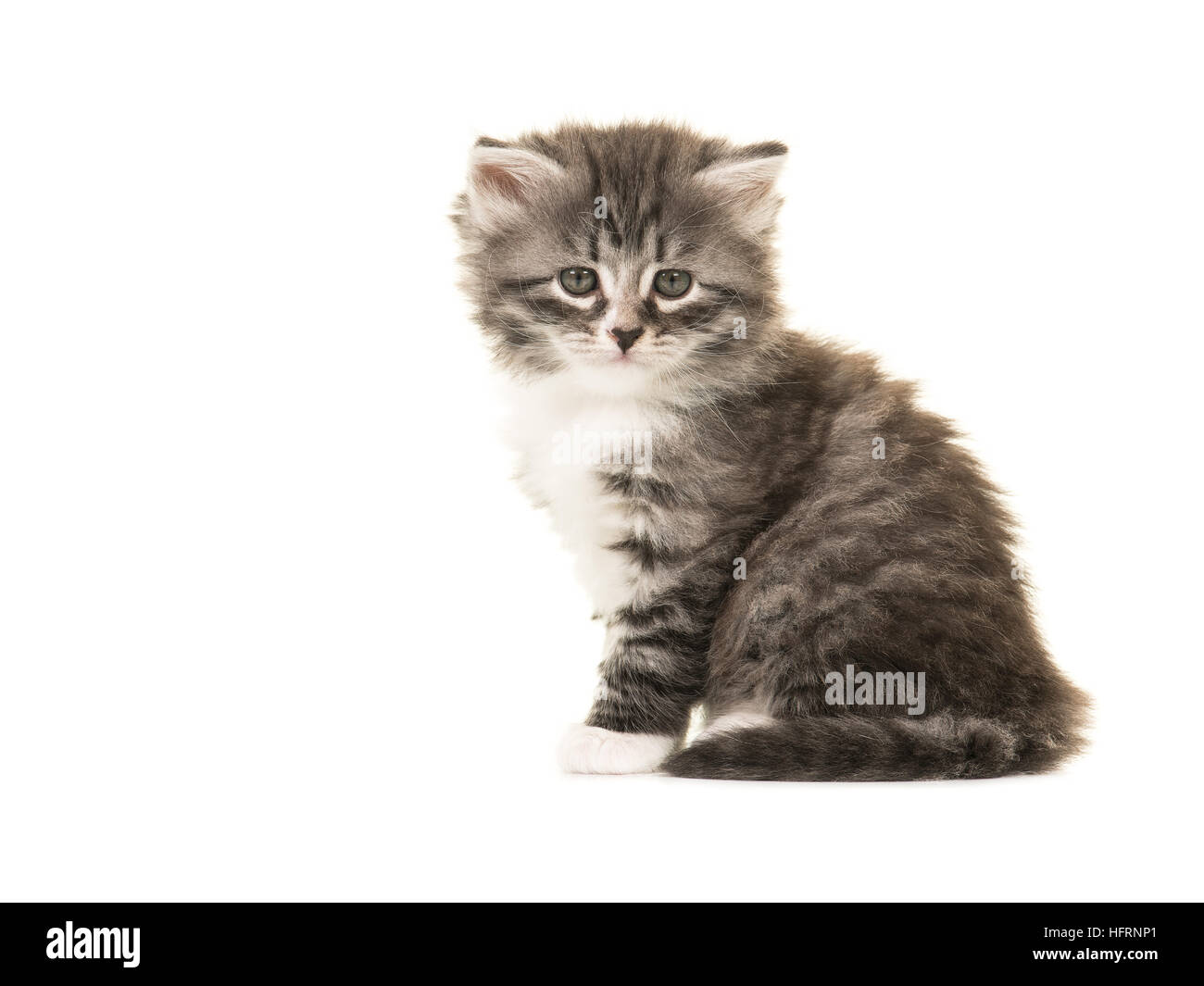 Carino Norvegesi della Foresta baby gattino seduto rivolto verso la telecamera isolata su uno sfondo bianco Foto Stock