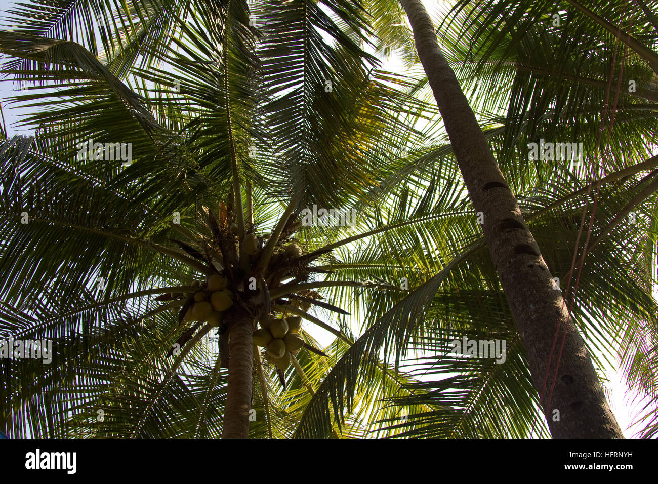 Close up di grandi noci di cocco su un albero di cocco vicino alla spiaggia di Anjuna nel Nord Goa, India Foto Stock