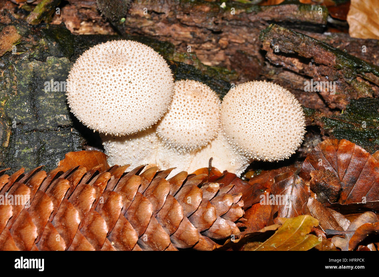 Puffball comune fungo. (Lycoperdon Perlatum) Foto Stock