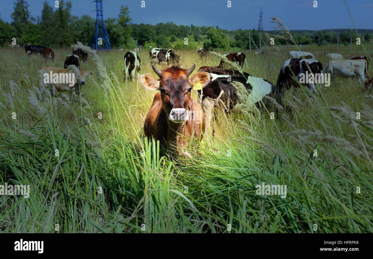 Luminosa e soleggiata e foto con le vacche su campo Foto Stock