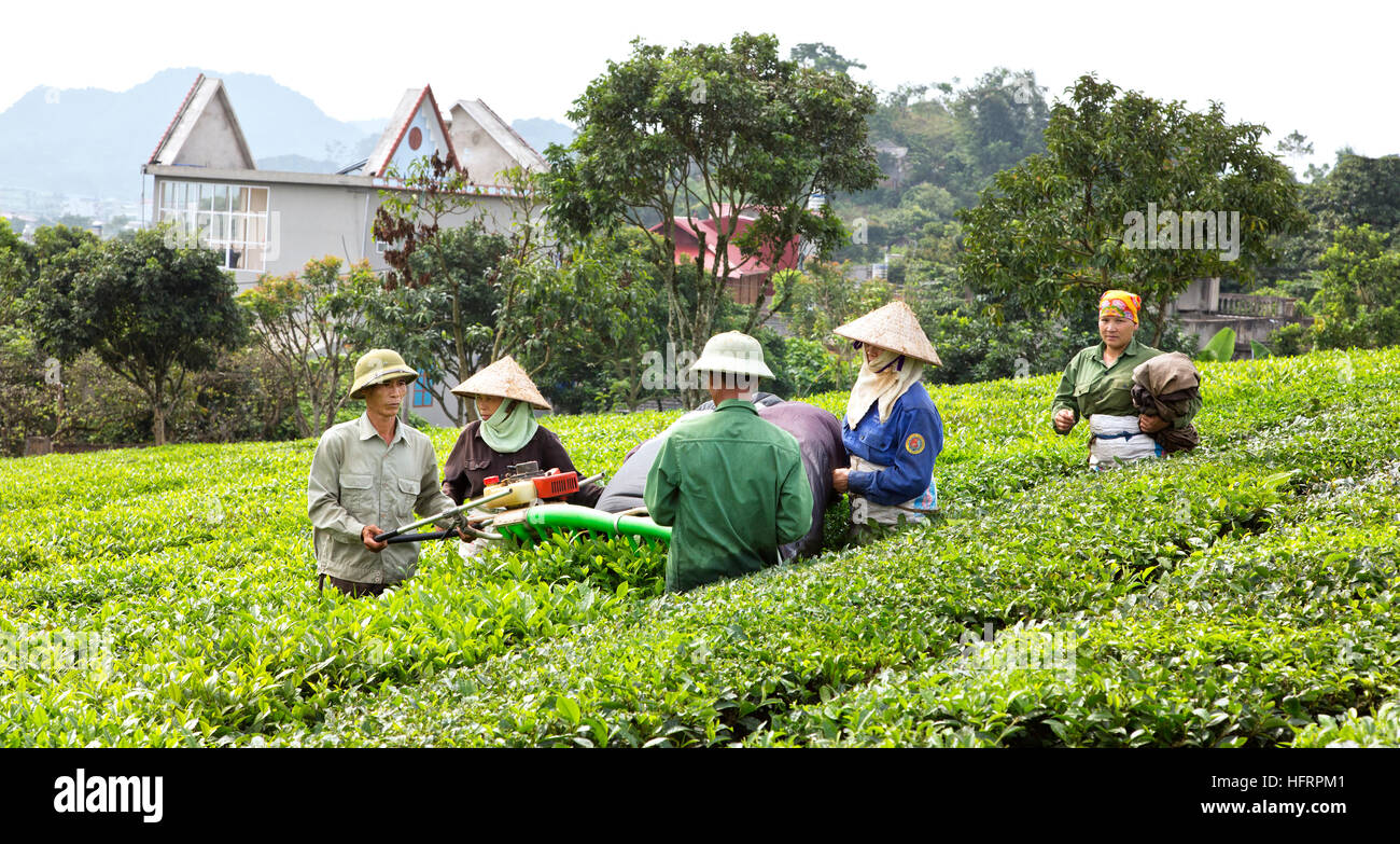 Lavoratori che operano meccanica trebbiatrice del tè Il tè verde. Foto Stock