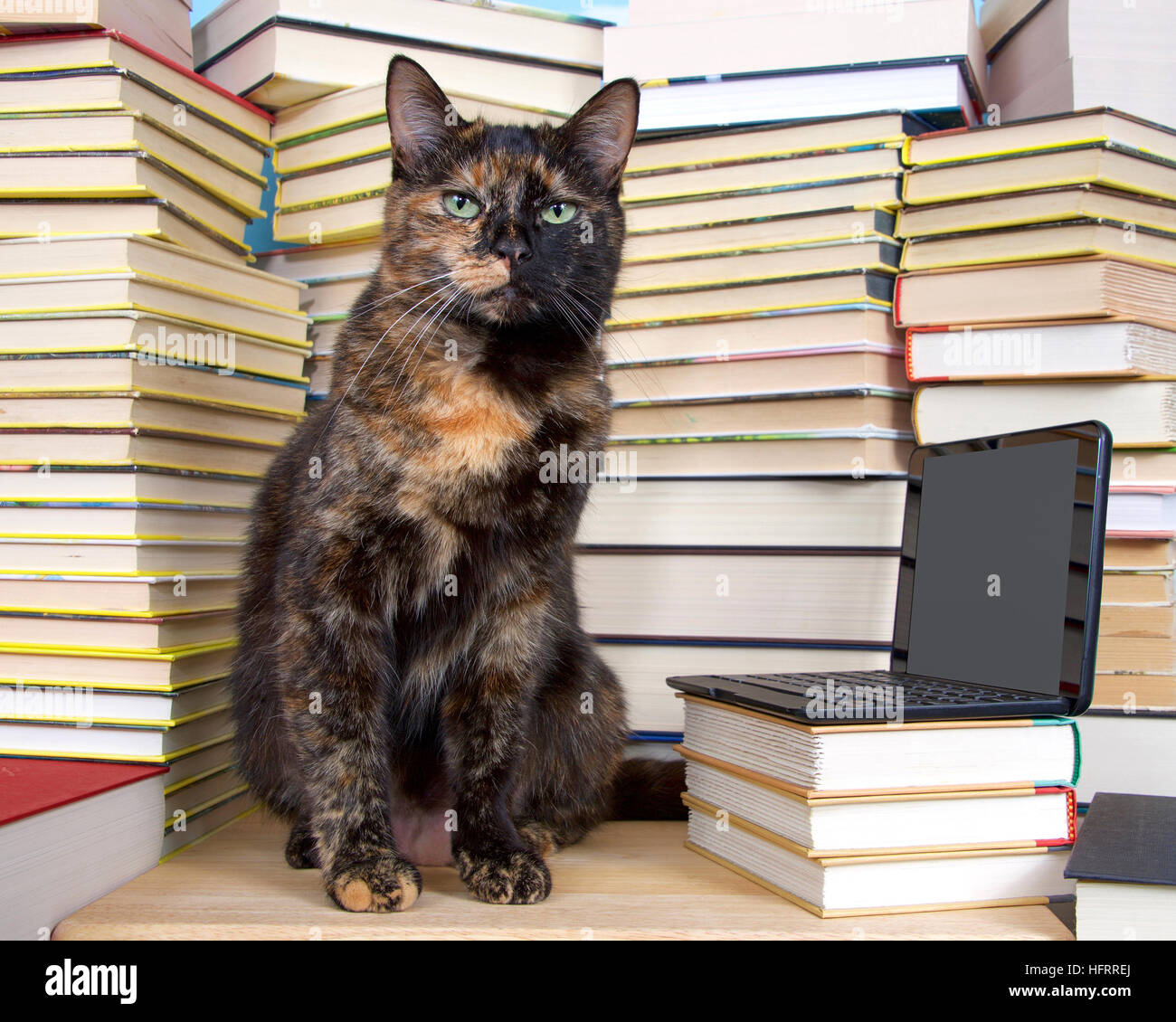 Tartaruga, o tortie Torbie tabby cat seduto di fronte a pile di libri con miniaturizzati di tipo laptop computer, schermata vuota per il tuo messaggio. Foto Stock