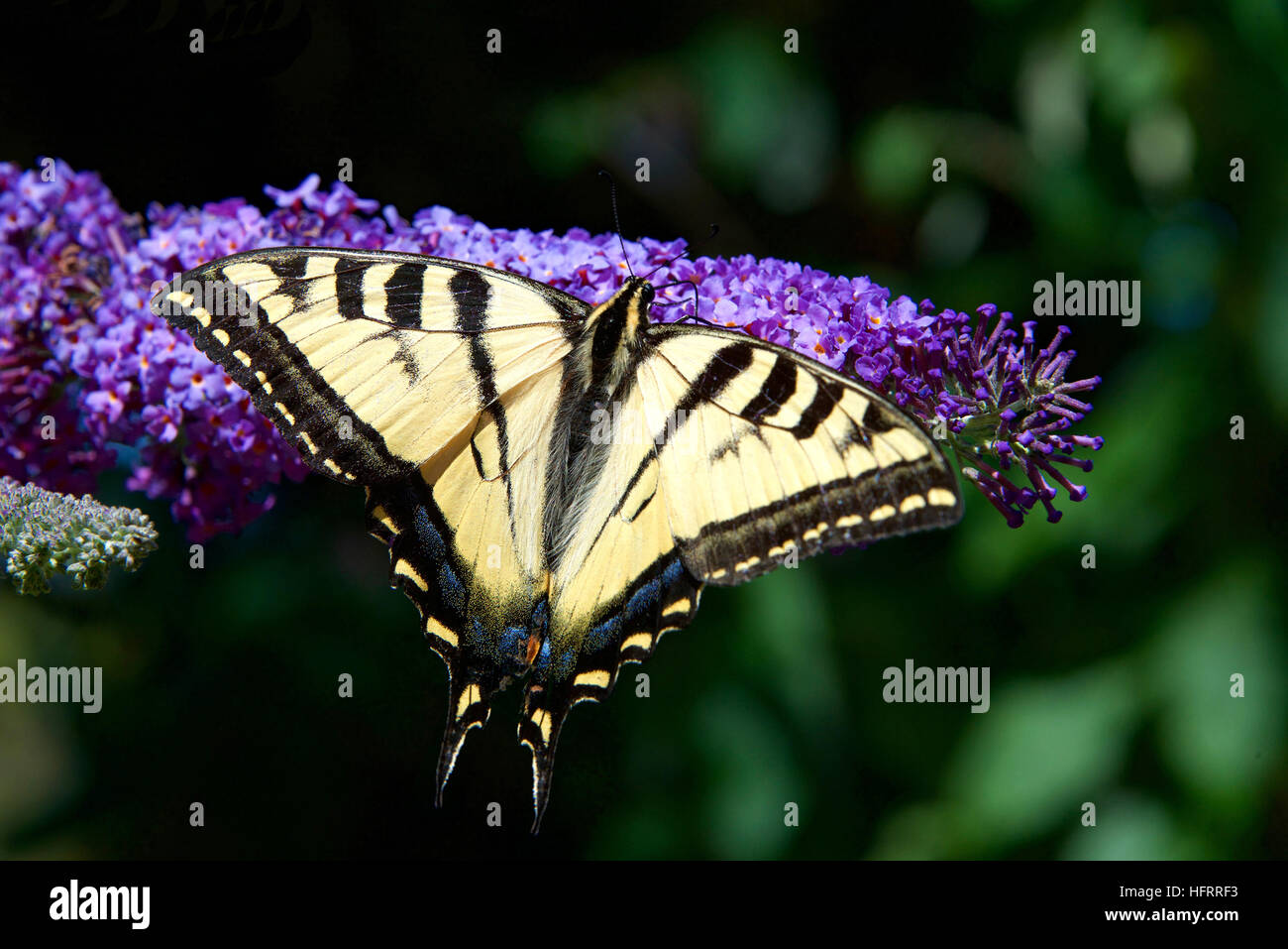 Orientale a coda di rondine di Tiger (Papilio glaucus) farfalla su viola Syringa (lilla) Fiori con fogliame verde al di fuori della messa a fuoco in background Foto Stock