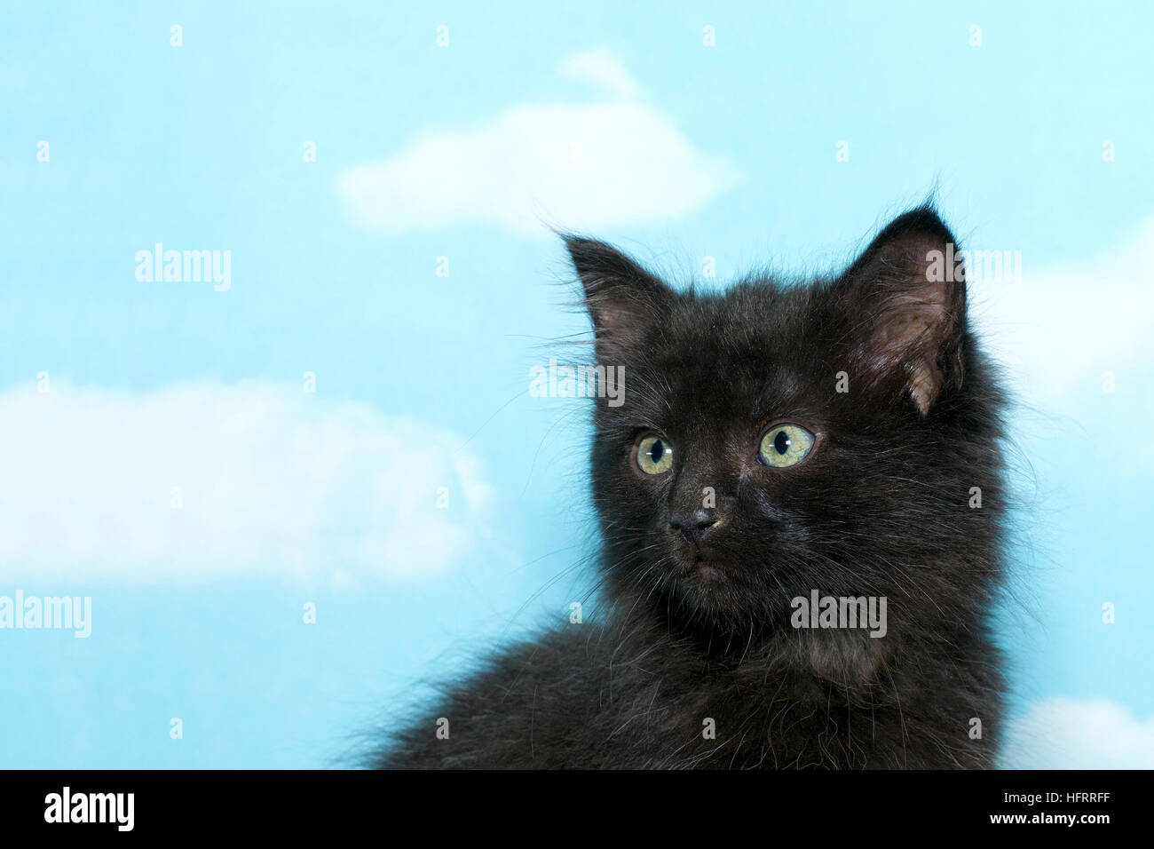 Ritratto di un polveroso sporco nero 8 settimane vecchio cucciolo guardando al lato, sfondo blu con nuvole bianche. Foto Stock