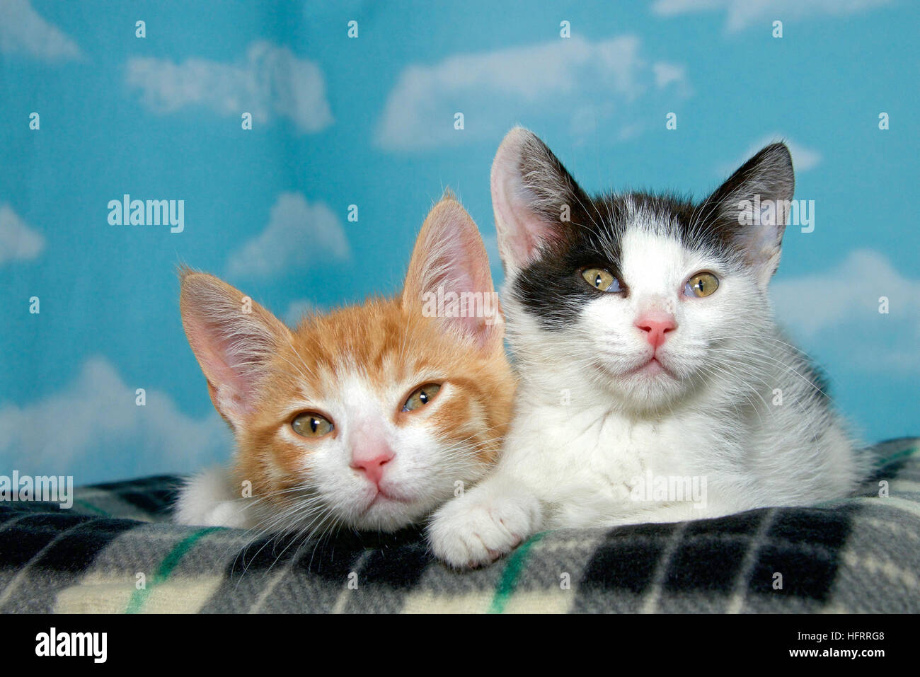 Due 8 settimane vecchio gattini su una coperta a scacchi con sfondo blu nuvole bianche. Arancione e bianco dai capelli corti tabby in bianco e nero dai capelli corti tabb Foto Stock