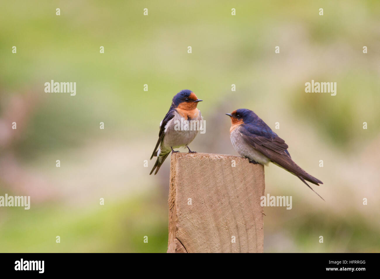 Una coppia di benvenuto Rondine (Hirundo neoxena) appollaiato su un palo di legno Foto Stock