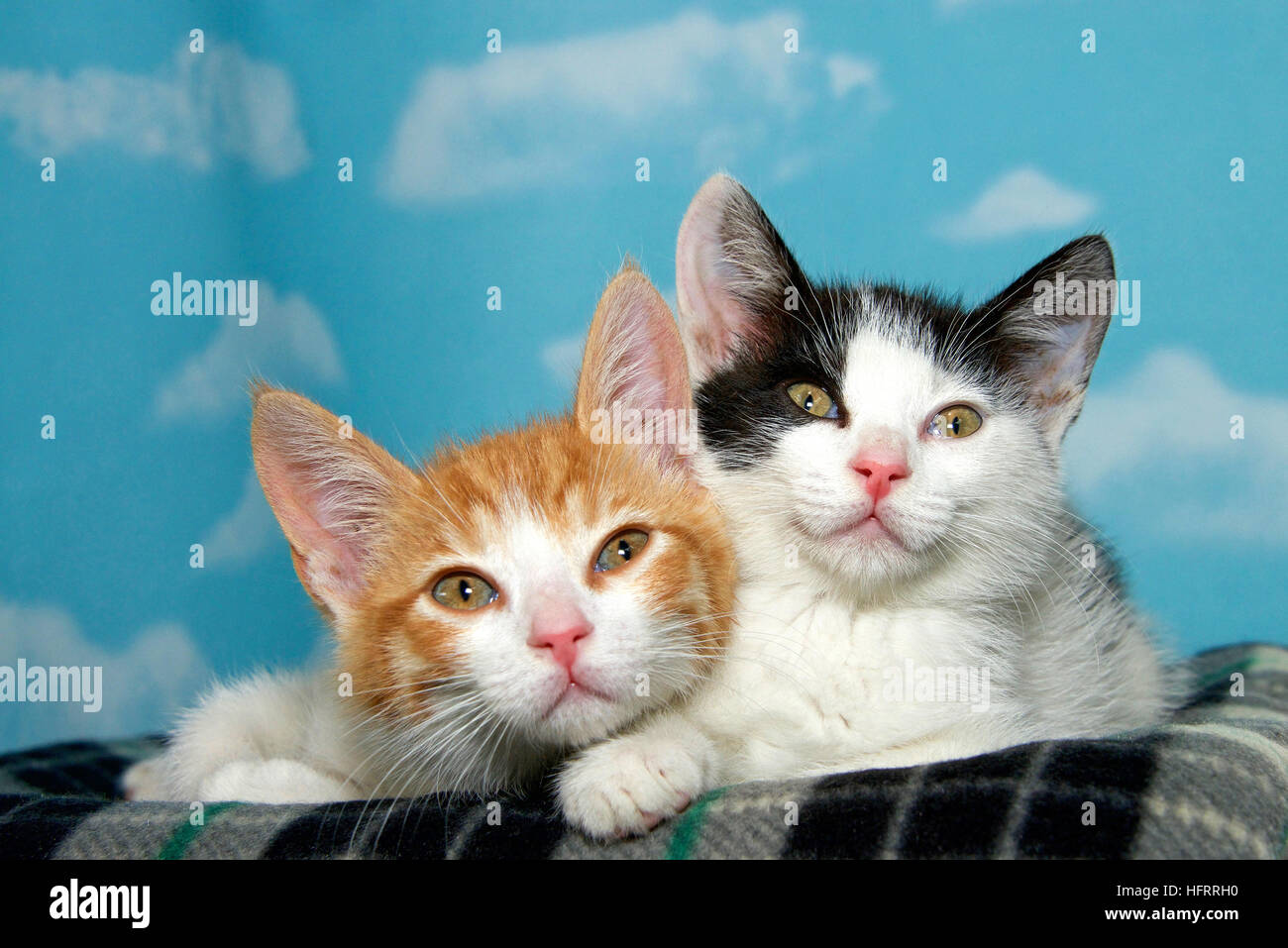 Due 8 settimane vecchio gattini su una coperta a scacchi con sfondo blu nuvole bianche. Arancione e bianco dai capelli corti tabby in bianco e nero dai capelli corti tabb Foto Stock