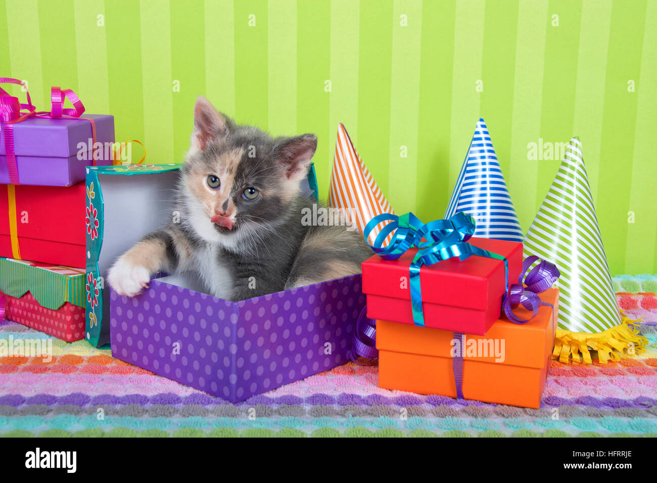 Di due mesi di età calico tabby gattino che spuntavano di regalo di compleanno in una pila di luminose di caselle colorate con party cappelli, verde brillante backgroun strippato Foto Stock