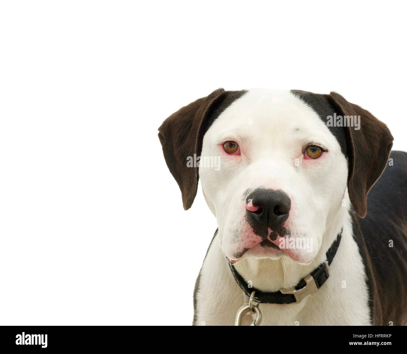 Marrone e bianco american pit bull terrier con occhi marroni, rosso sclera degli occhi da virus a freddo Foto Stock