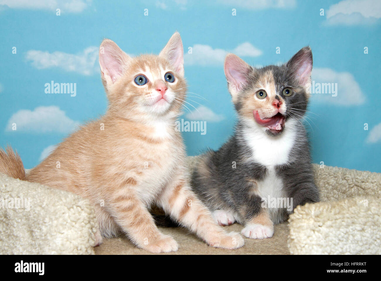 Due di 8 settimane di età i gattini, arancione buff e calicò sulla moquette post cat con sfondo blu nuvole bianche, calicò leccare bocca linguetta sporgente Foto Stock