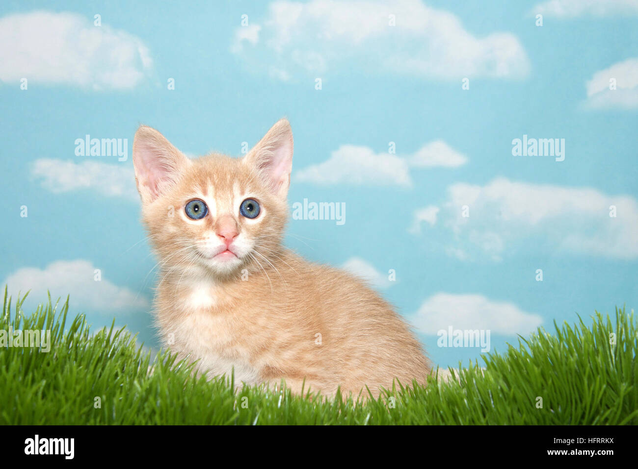 8 settimane vecchio orange buff tabby kitten in finta erba con sfondo blu e le nuvole. Foto Stock
