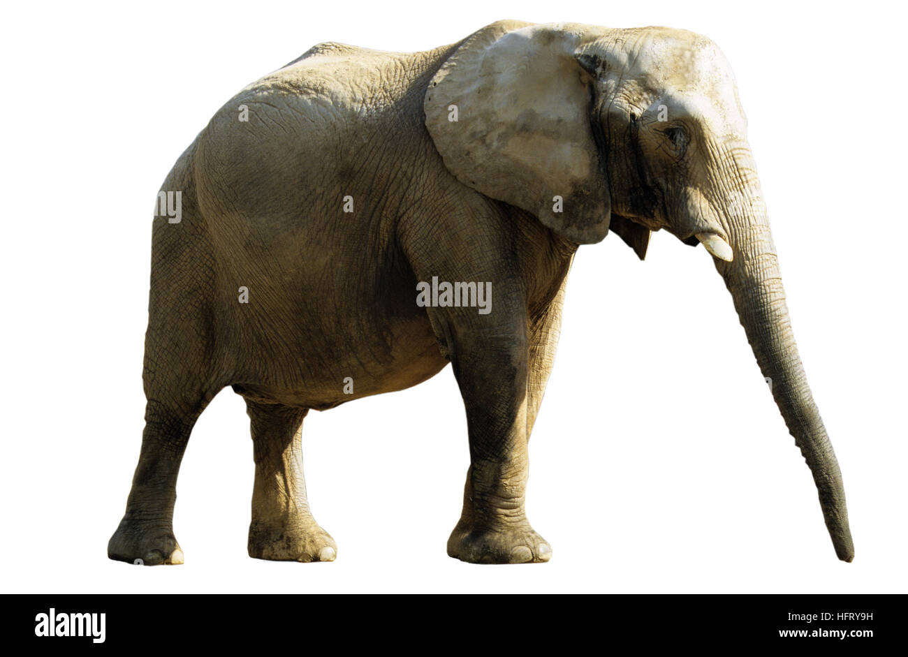 Elefante africano Loxodonta africana Foto Stock