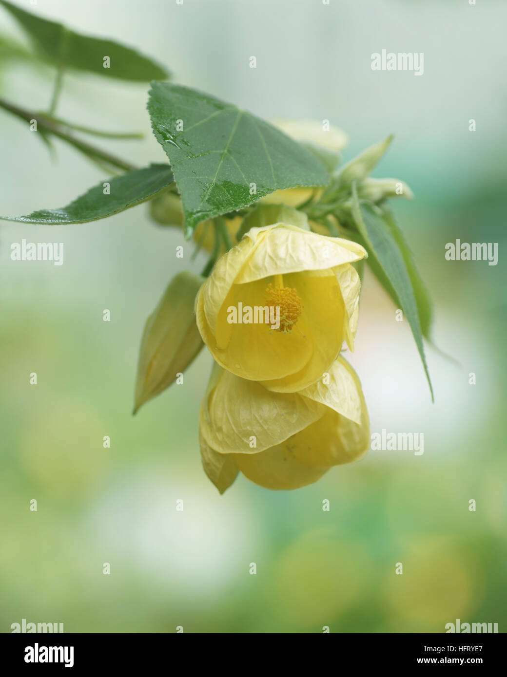 Abutilon "Canary Bird" Foto Stock