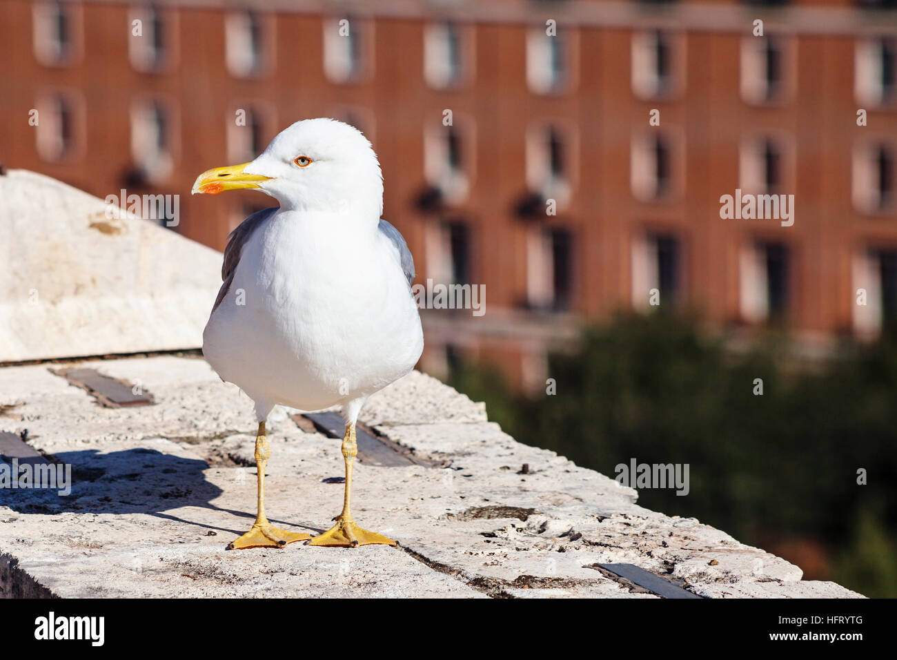 Viaggiare in Italia - urban seagull sulla parete del Castello di Sant'Angelo a Roma Foto Stock