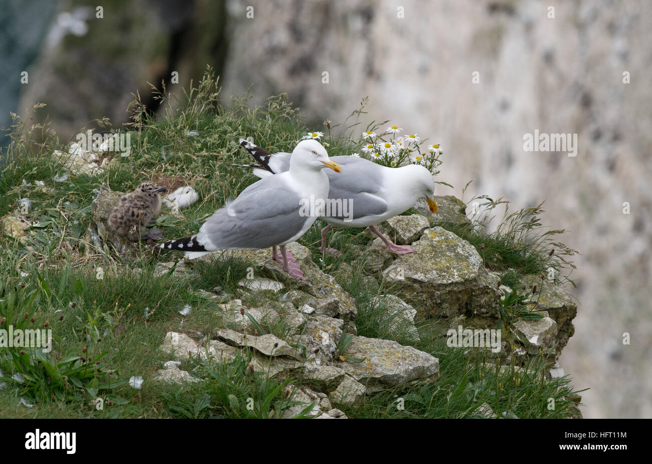 Aringa Gulls-Larus argentatus con ceci su nido. Regno Unito Foto Stock