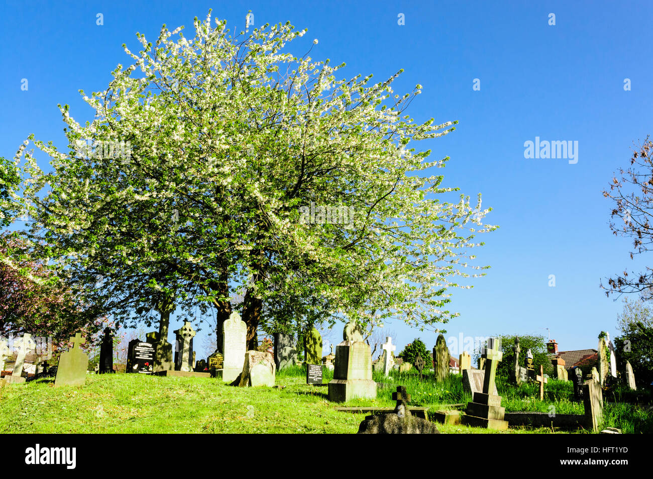 Apple albero che cresce in un cimitero vecchio Foto Stock