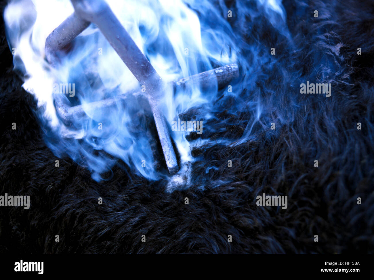 Roundup di bestiame e il branding - Belle Fourche, Dakota del Sud Foto Stock