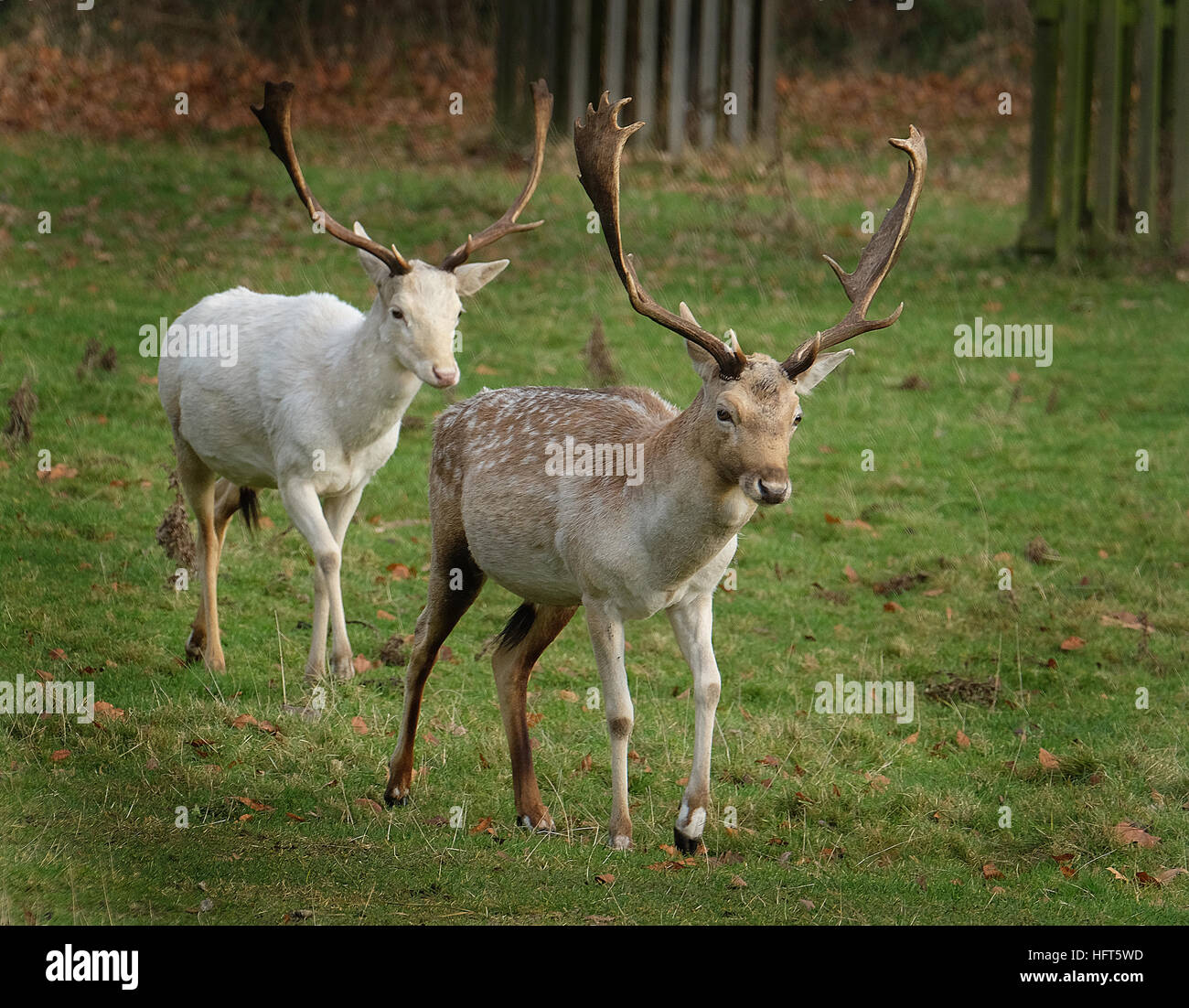 Bianco rari esemplari di daini stag. Il daino è un mammifero ruminante appartenente alla famiglia Cervidae. Foto Stock