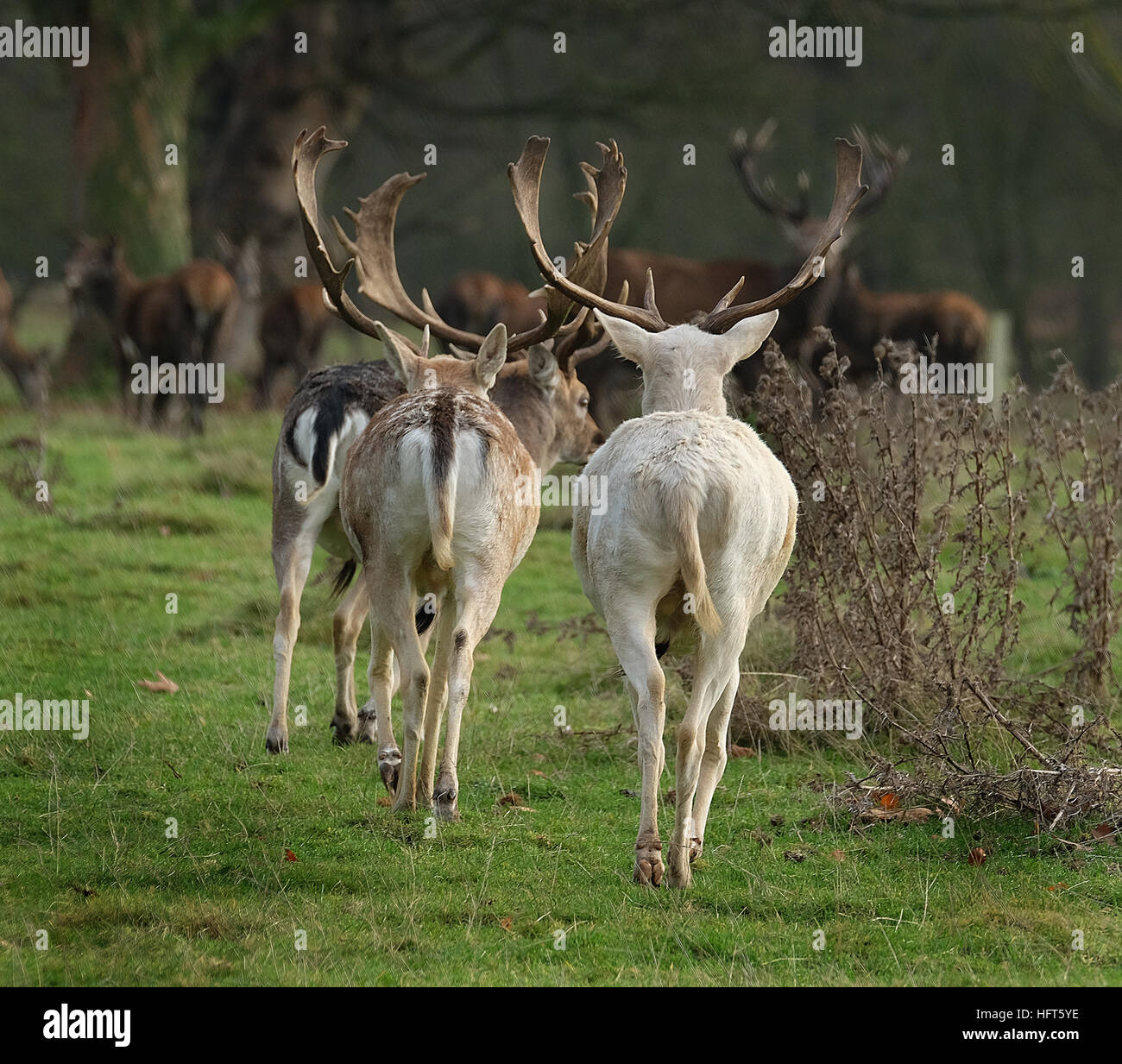 Bianco rari esemplari di daini stag. Il daino è un mammifero ruminante appartenente alla famiglia Cervidae. Foto Stock