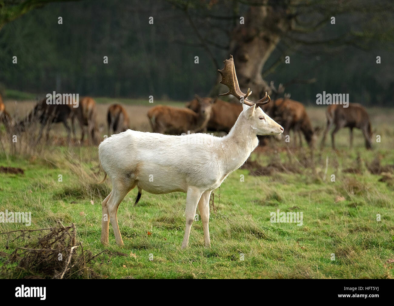 Bianco rari esemplari di daini stag. Il daino è un mammifero ruminante appartenente alla famiglia Cervidae. Foto Stock