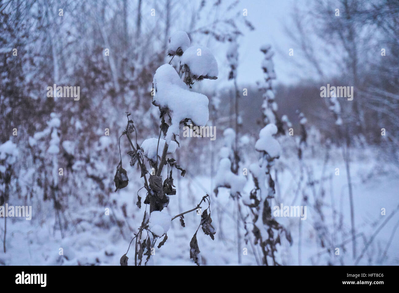 L'Inverno è qui! La neve e i fiocchi di neve è ovunque Foto Stock