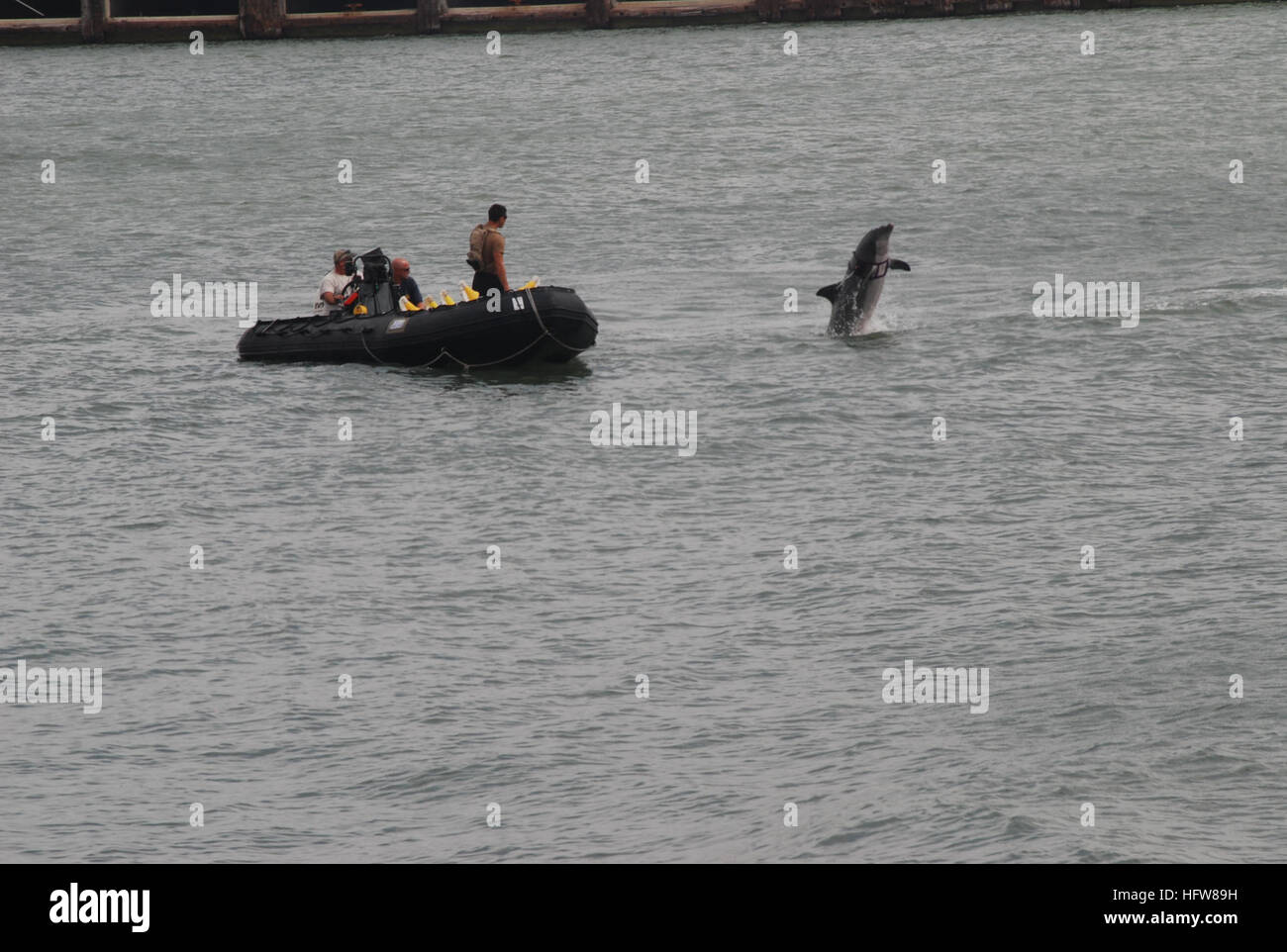 090513-N-1269S-043 CORPUS CHRISTI, Tx. (13 maggio 2009) una U. S. Navy mammifero marino, un delfino maggiore, superfici durante la creazione di un certo numero di immersioni durante un allenamento di routine in cerca di oggetti non identificati nel Corpus Christi canale di spedizione. Questo delfino è parte di un mammifero marino il mio sistema di caccia che viene utilizzato come parte del Corpus Christi Maritime Homeland Security obiettivo limitato esperimento (CC MHA LOE). La LOE utilizza tecnologia all'avanguardia e i sistemi per sviluppare ulteriormente le tattiche, le tecniche e le procedure per contrastare una mina navale minaccia al porto fluviale. (U.S. Na Foto Stock