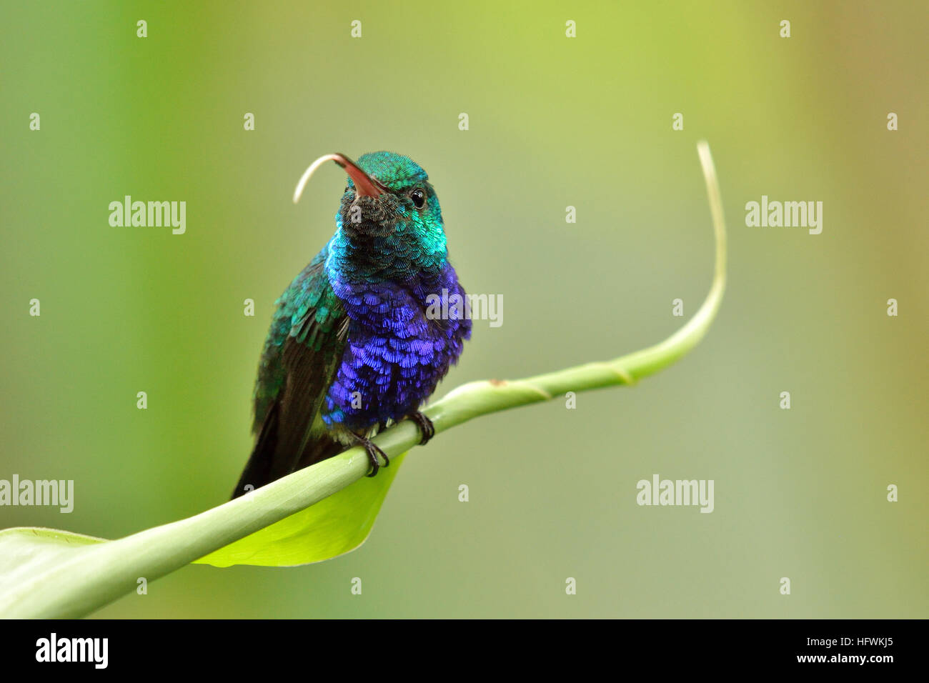 Un Violet-Bellied hummingbird nel Parco Nazionale di Soberania Panamà Foto Stock