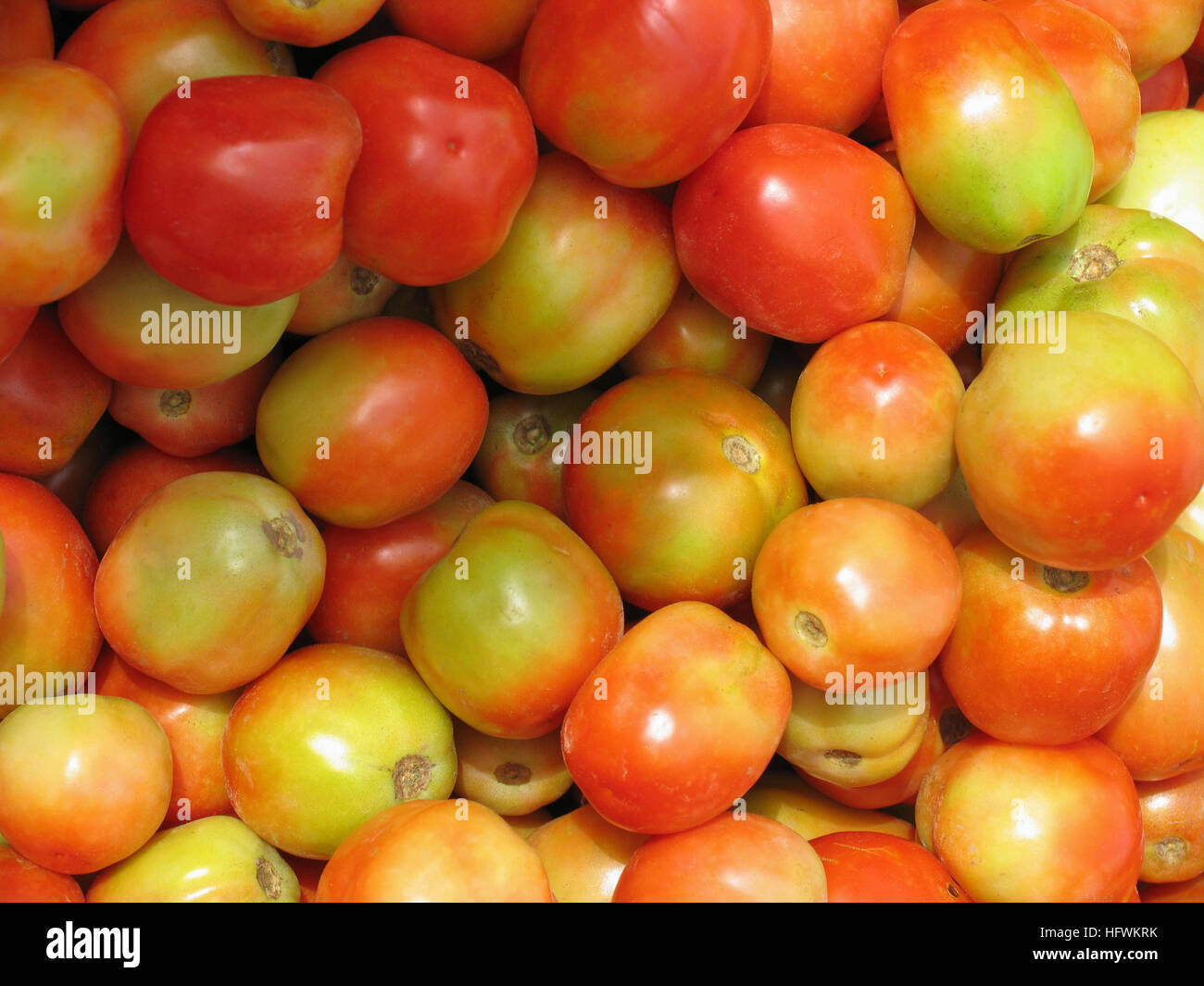 Pomodori - La maggior parte dei comuni di vegetali. Solanaceae Nightshade. Foto Stock