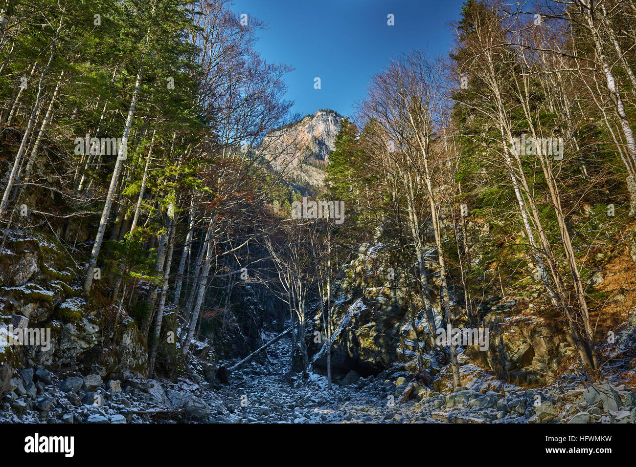 Paesaggio con alberi di pino e le montagne in inverno Foto Stock